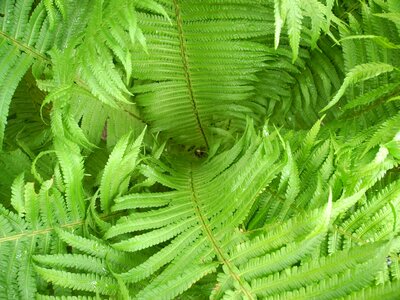 Green plant nature