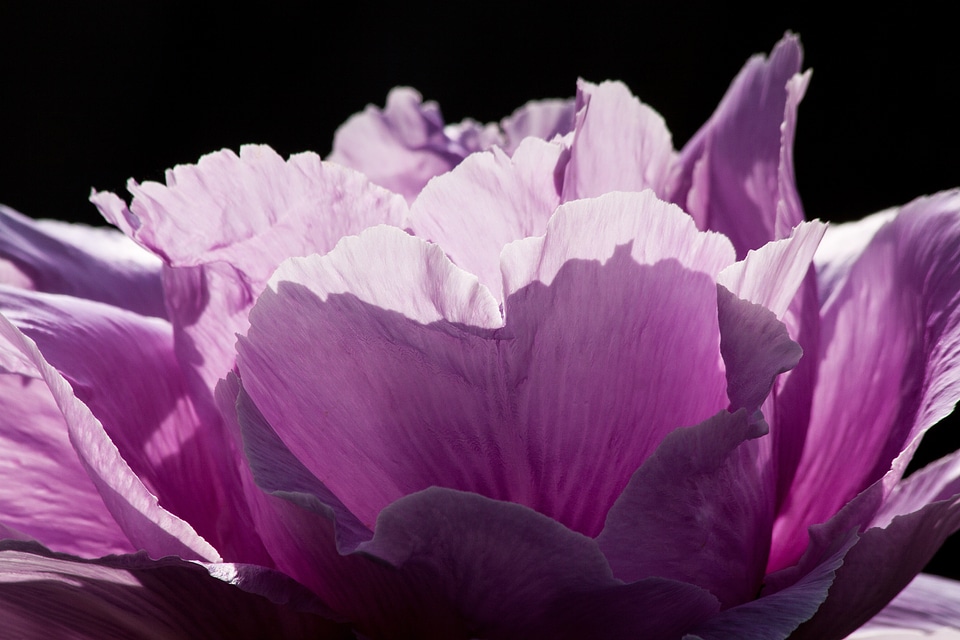 Flora spring blossom
