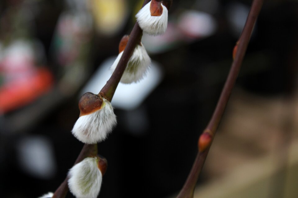 Winter garden macro plants