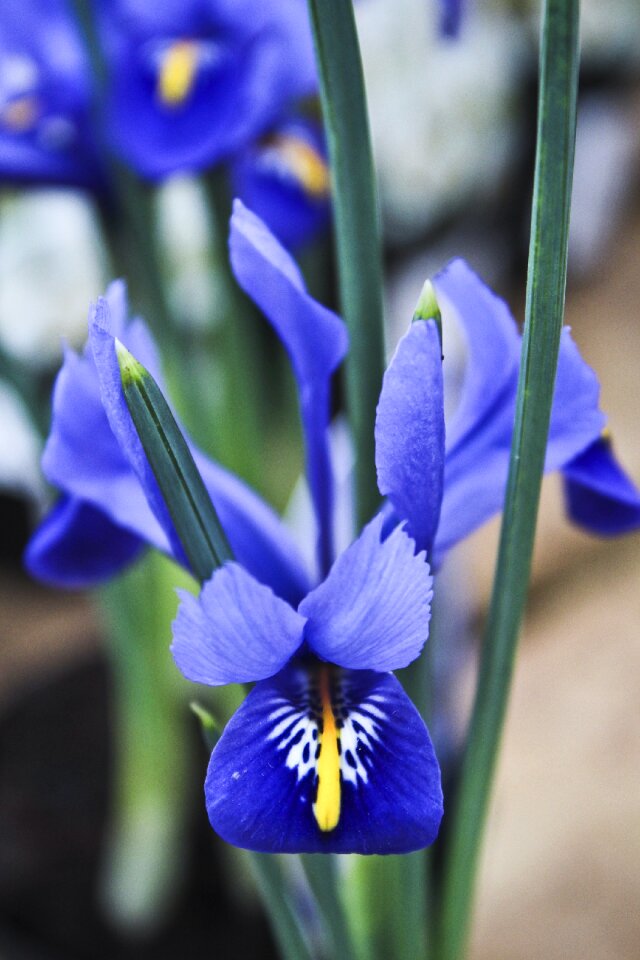 Spring flowers blue flowers