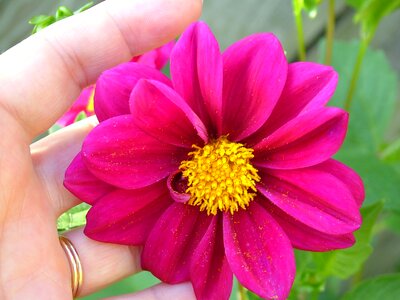 Summer petal floral