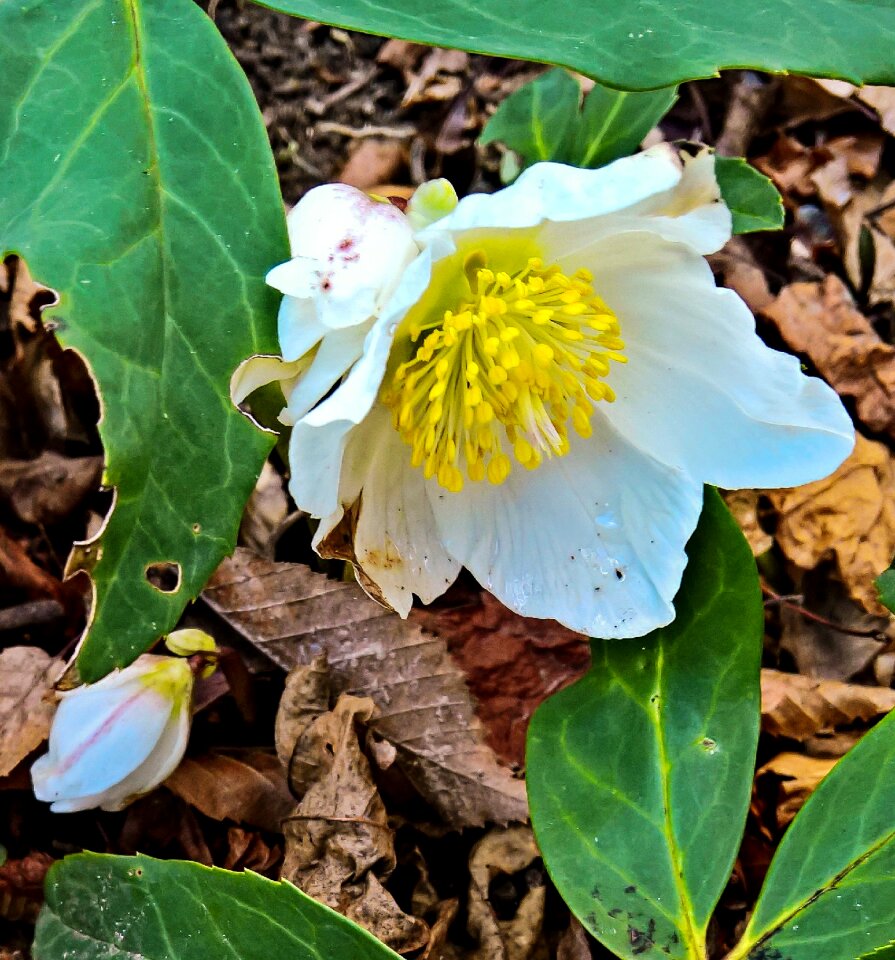 Nieswurzgewächs large white flowers early bloomer