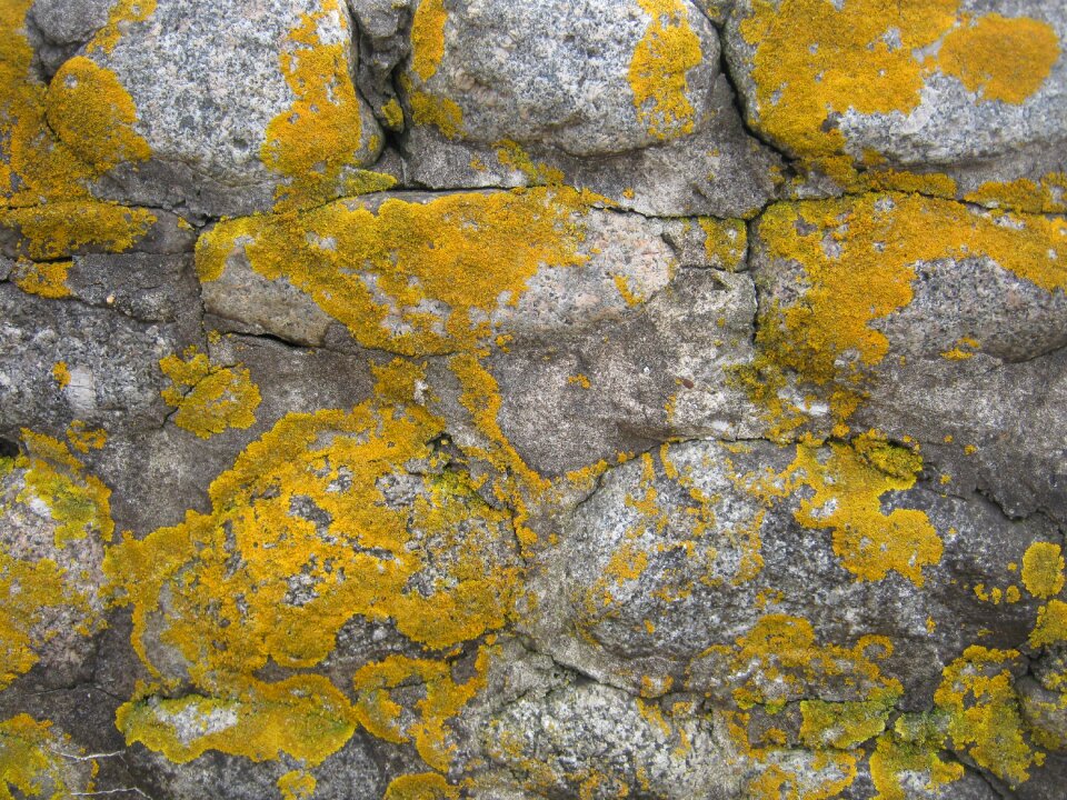Weathered lichen stone