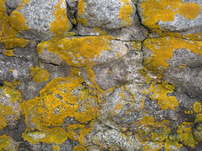 Weathered lichen stone photo