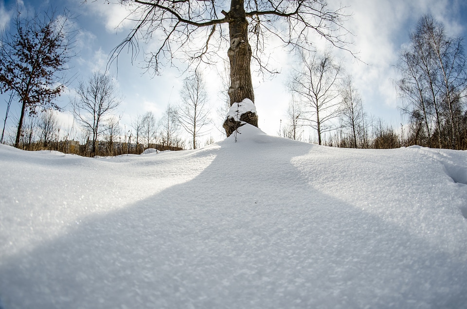 Tree nature birch