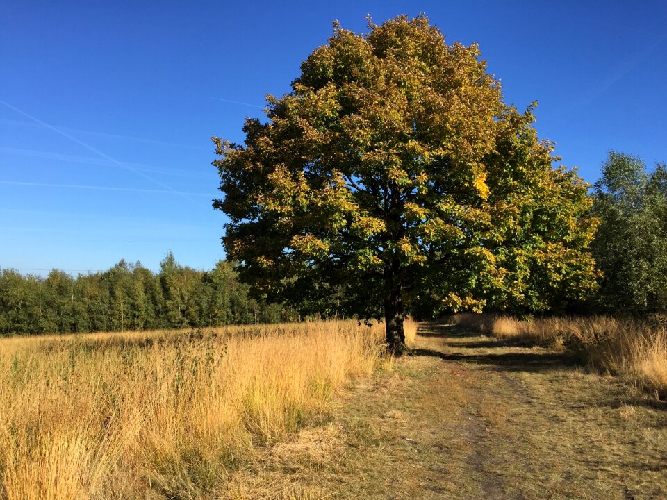Path lande grass