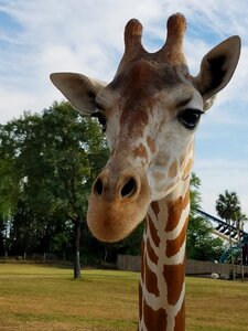 Wildlife mammal neck
