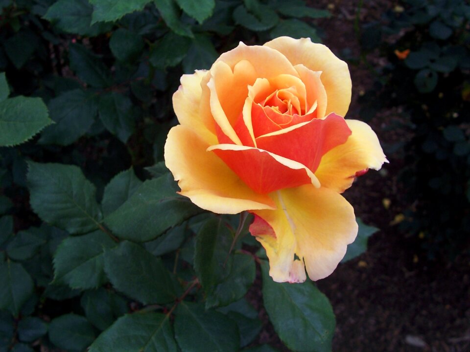 Rose flower