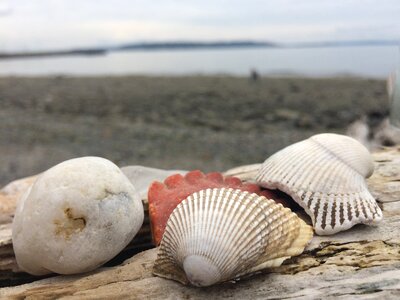 Shells ocean