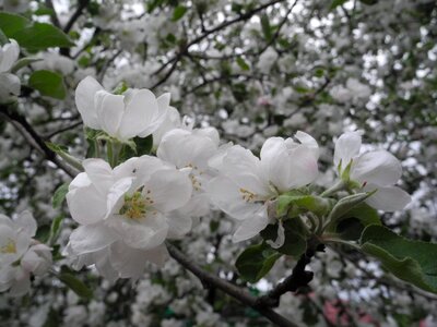 Apple flower macro white photo
