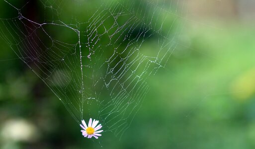 Spider web flower hooked
