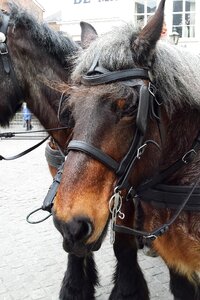 Netherlands animals animal