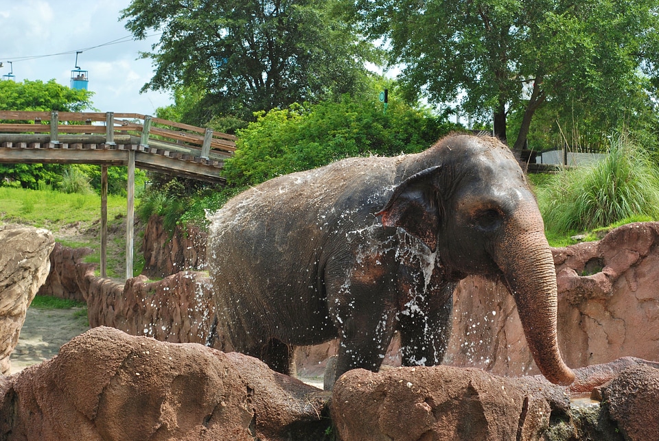 Animal wildlife wild