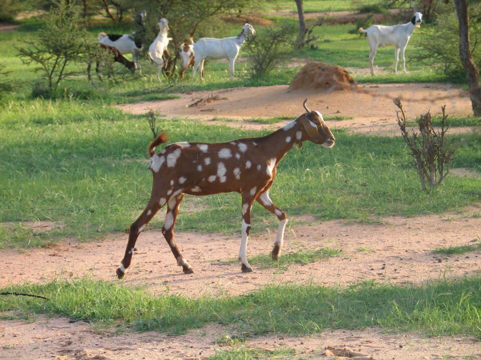 African landscape animals goat