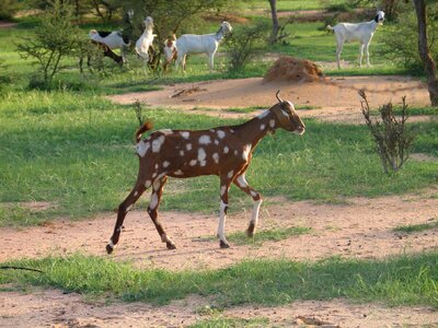 African landscape animals goat