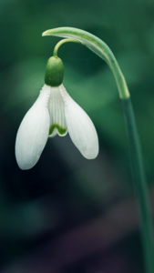 Flower plant spring