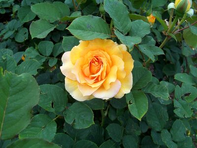 Rose garden
