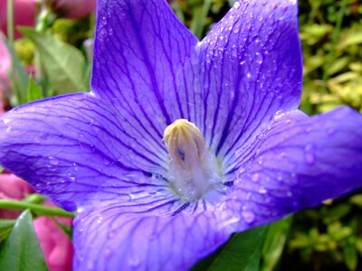 Purple ballon flower