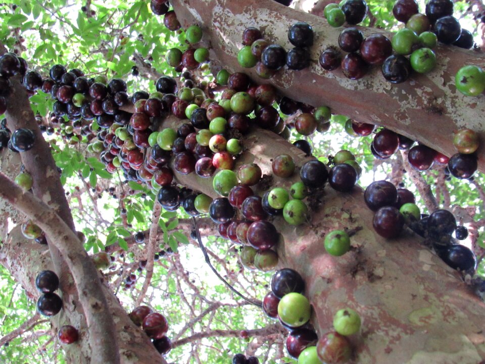 Foot jabuticabeira jabuticaba