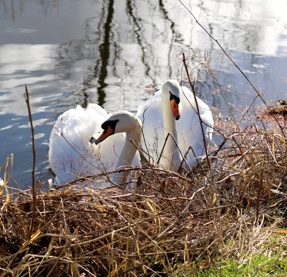 Nature wildlife white