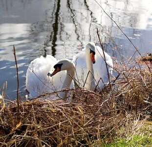 Nature wildlife white photo