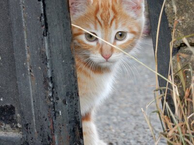 Kitten animal feline photo