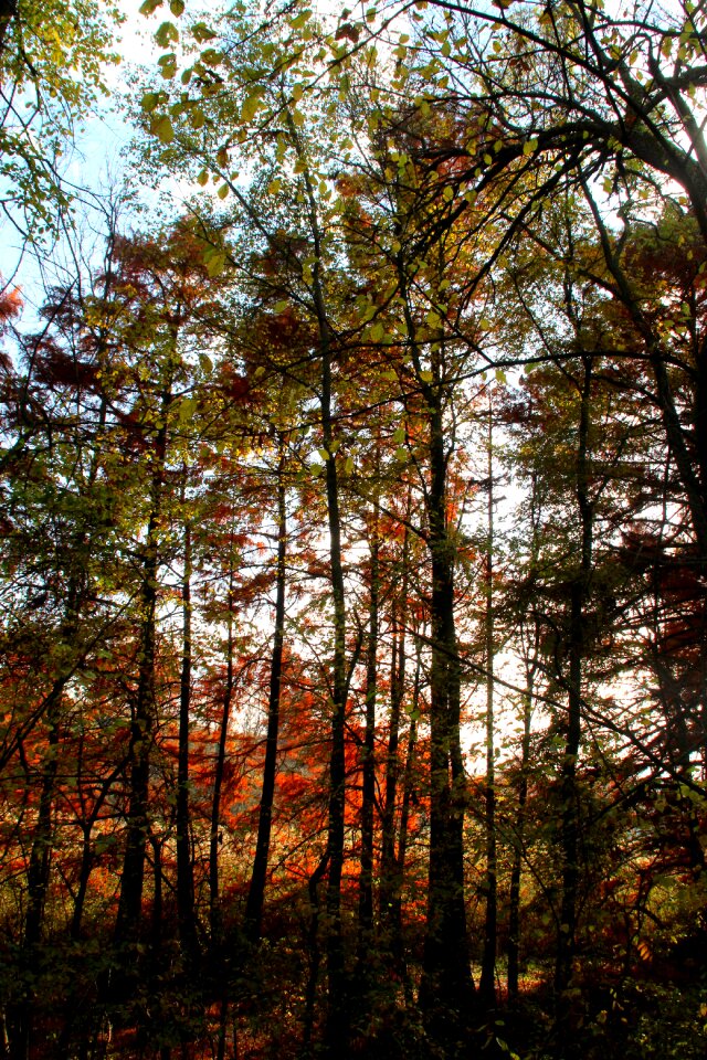 Red beauty landscape