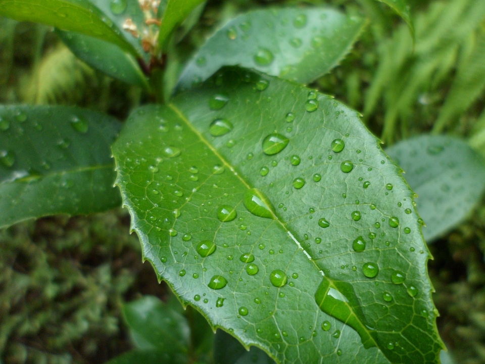 Green leaves dew drop