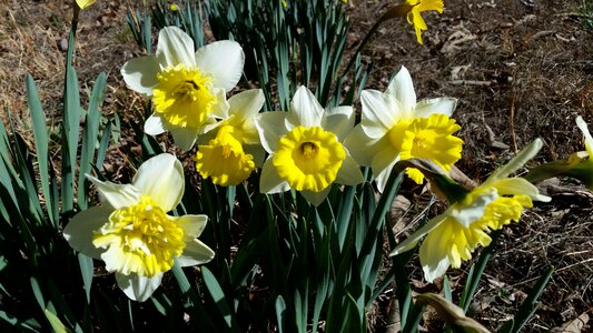 Spring yellow photo