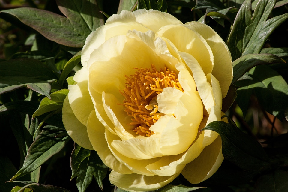 Flora spring blossom