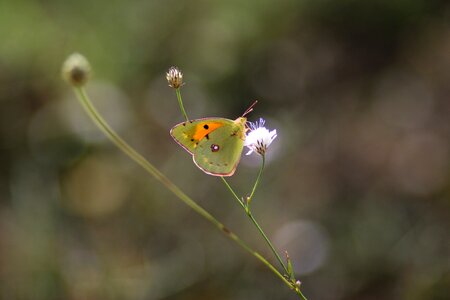 Grass flowers coloring