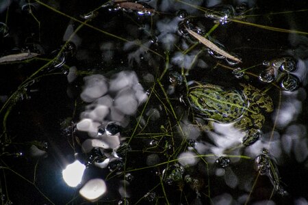 Light leaves pond