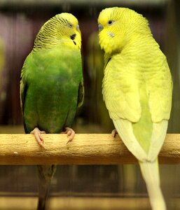 Green pair couple