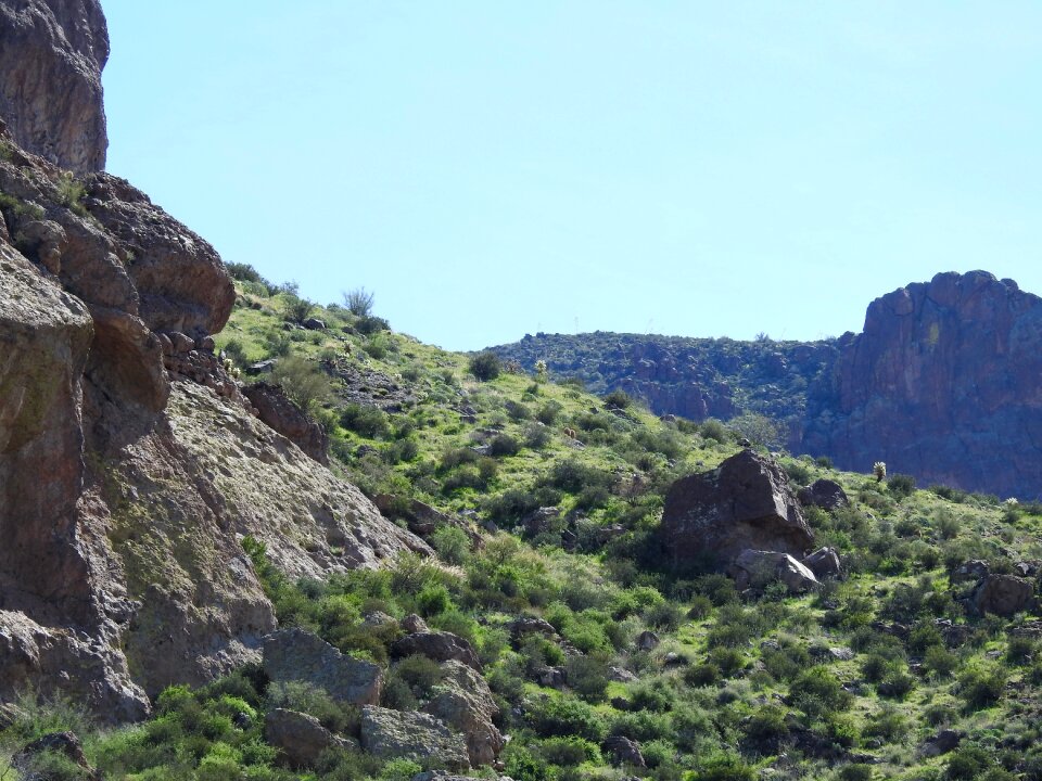 Cactus desert