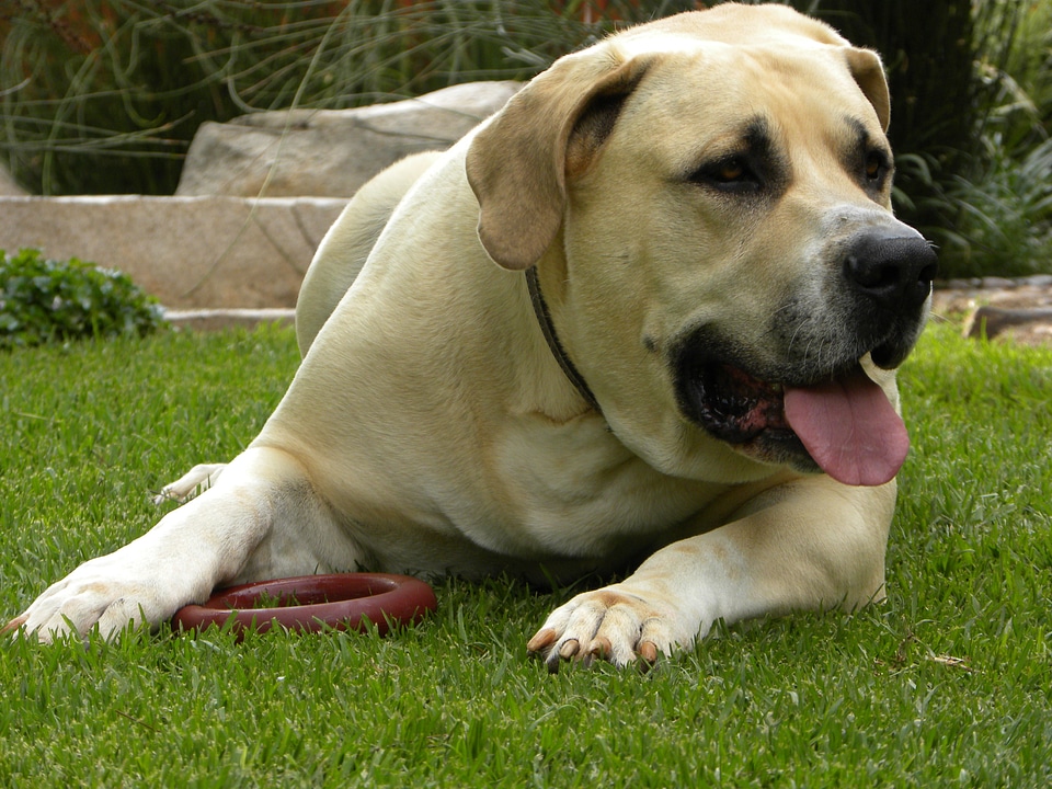 Domestic animal mammal