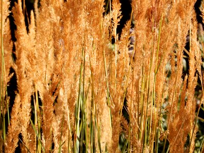 Flora landscape wheat