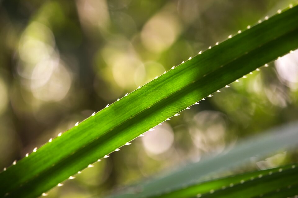 Plant spike nature