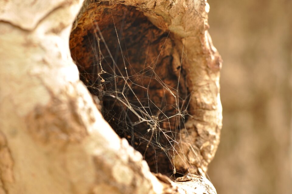 Spiderweb brown web