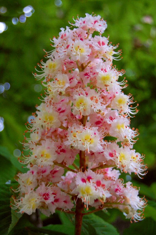 Chestnut leaves tree nature