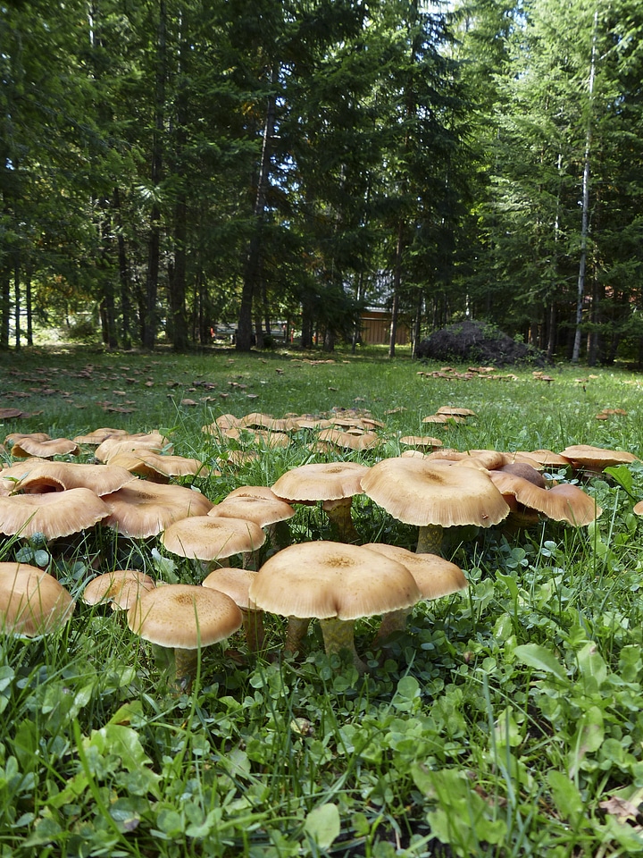 Nature plant poisoned