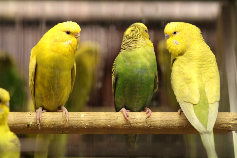 Green pair couple