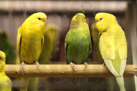 Green pair couple