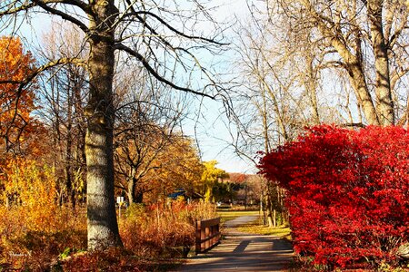 Tree nature autumn colors