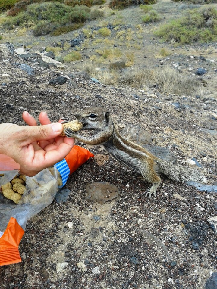 Squirrel squirrel eating from hands squirrel with peanut