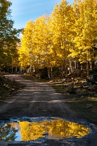 Nature yellow fall