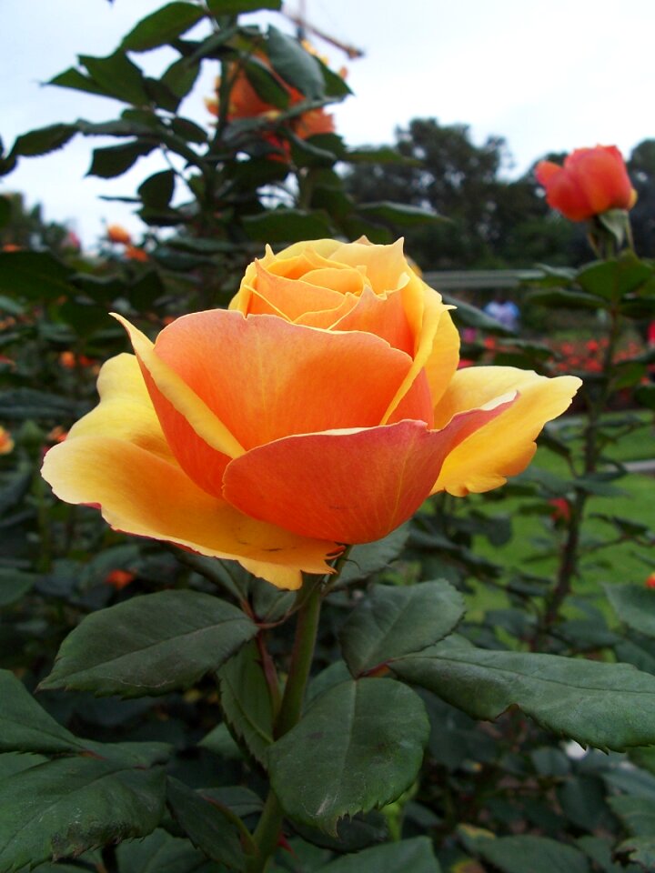 Peach rose