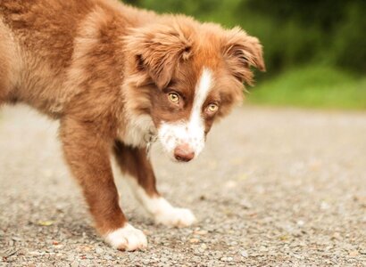 Dog pet head
