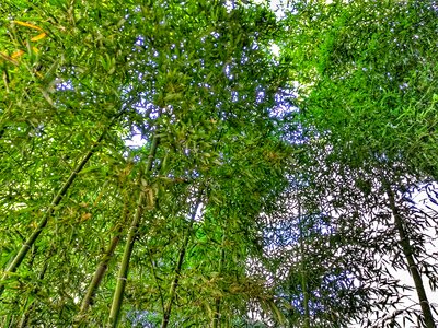 Spring green outdoors