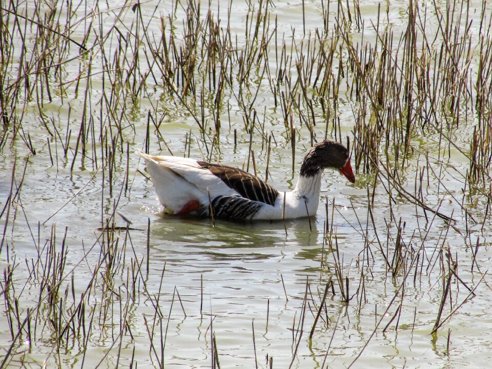 Nature wildlife lake