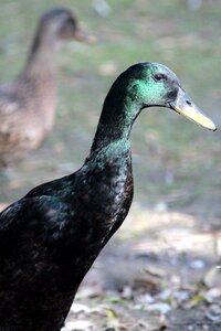 Domestic duck black duck green background photo